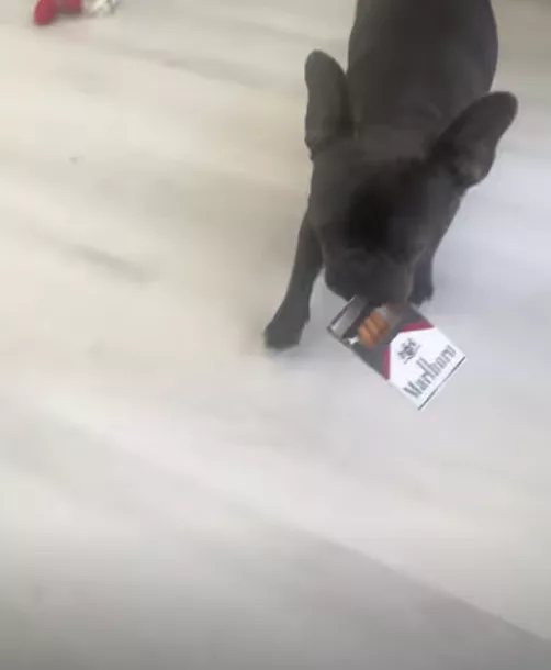 Frenchie Personal Assistant !